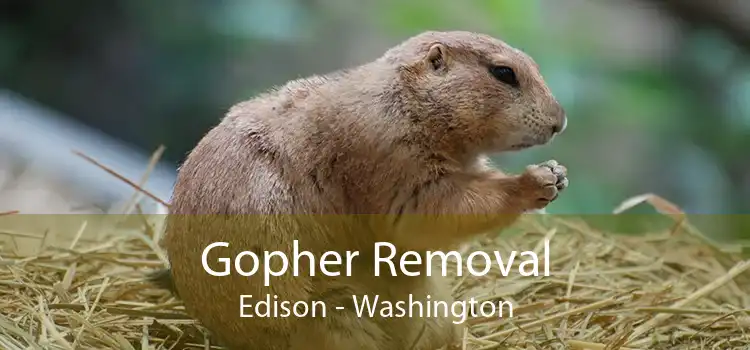 Gopher Removal Edison - Washington