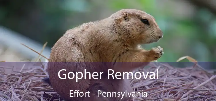 Gopher Removal Effort - Pennsylvania