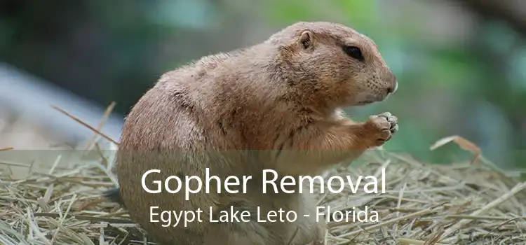 Gopher Removal Egypt Lake Leto - Florida
