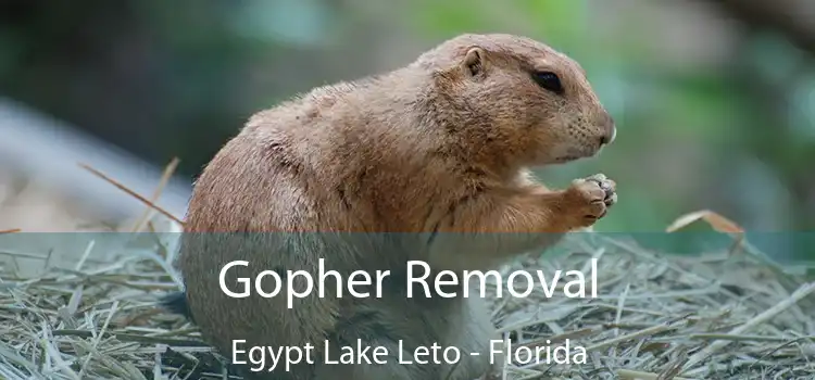 Gopher Removal Egypt Lake Leto - Florida