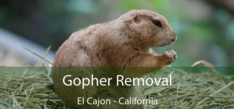 Gopher Removal El Cajon - California