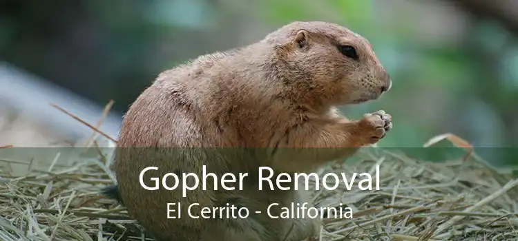 Gopher Removal El Cerrito - California