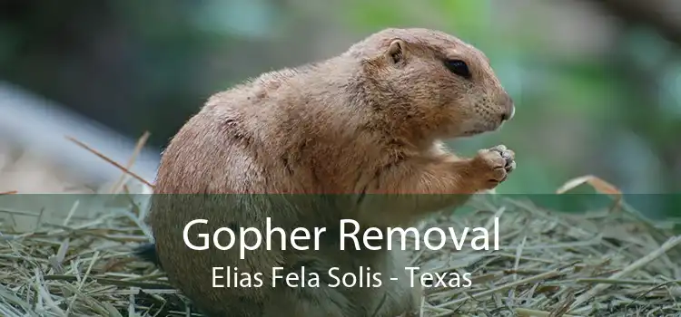 Gopher Removal Elias Fela Solis - Texas