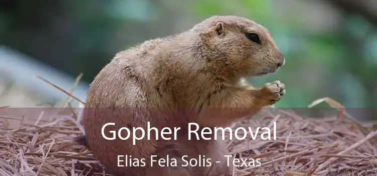 Gopher Removal Elias Fela Solis - Texas