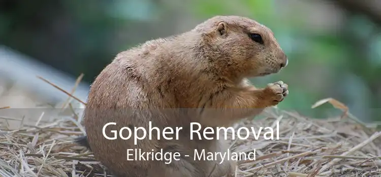 Gopher Removal Elkridge - Maryland
