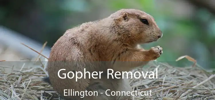 Gopher Removal Ellington - Connecticut