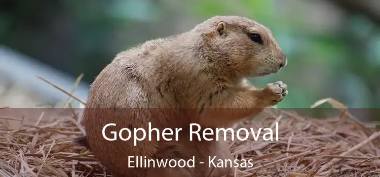 Gopher Removal Ellinwood - Kansas
