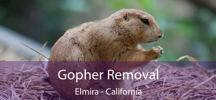 Gopher Removal Elmira - California