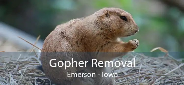 Gopher Removal Emerson - Iowa