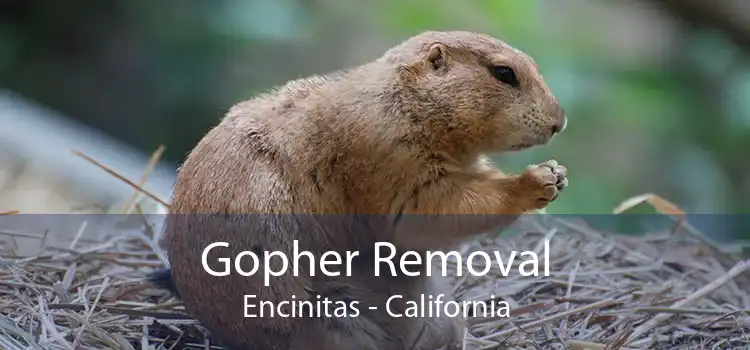 Gopher Removal Encinitas - California