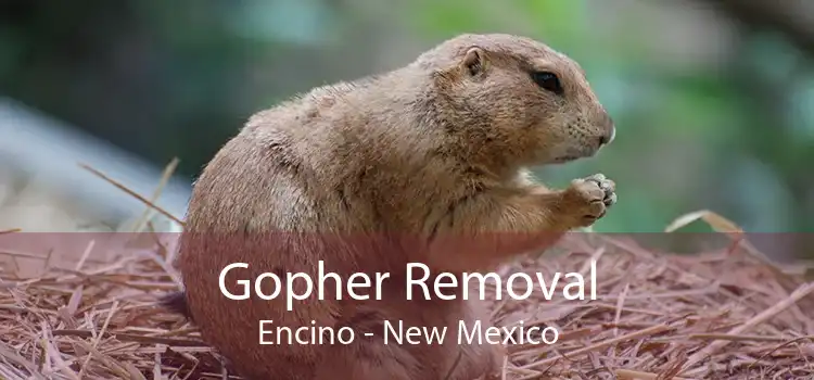 Gopher Removal Encino - New Mexico