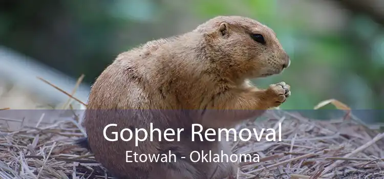 Gopher Removal Etowah - Oklahoma