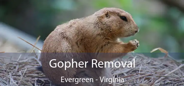 Gopher Removal Evergreen - Virginia