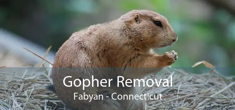 Gopher Removal Fabyan - Connecticut