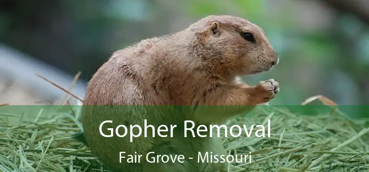 Gopher Removal Fair Grove - Missouri