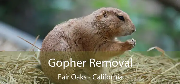 Gopher Removal Fair Oaks - California