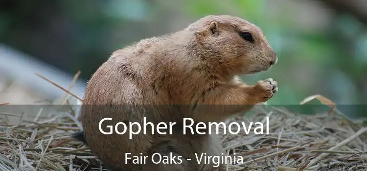 Gopher Removal Fair Oaks - Virginia