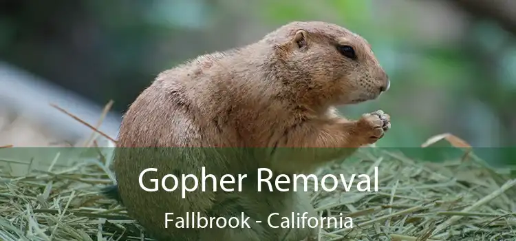 Gopher Removal Fallbrook - California
