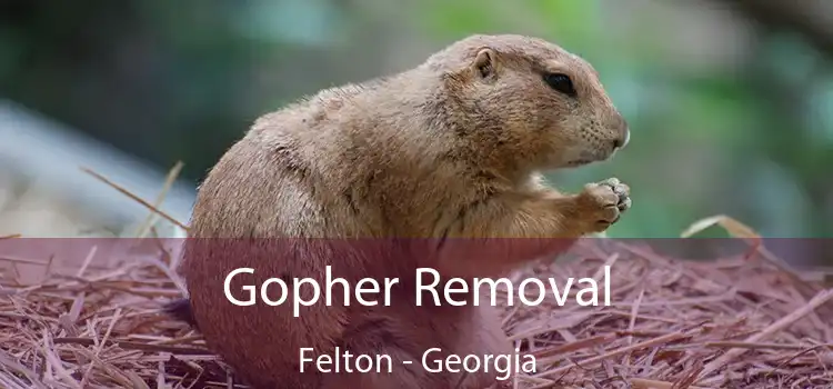 Gopher Removal Felton - Georgia