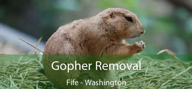 Gopher Removal Fife - Washington