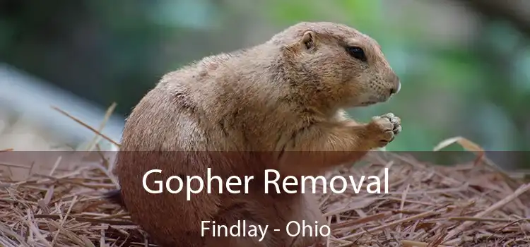 Gopher Removal Findlay - Ohio