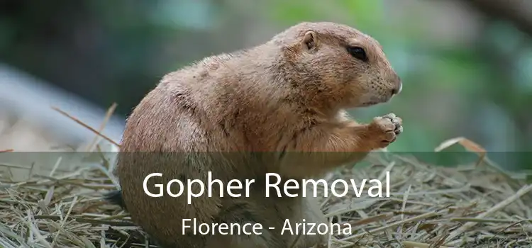 Gopher Removal Florence - Arizona