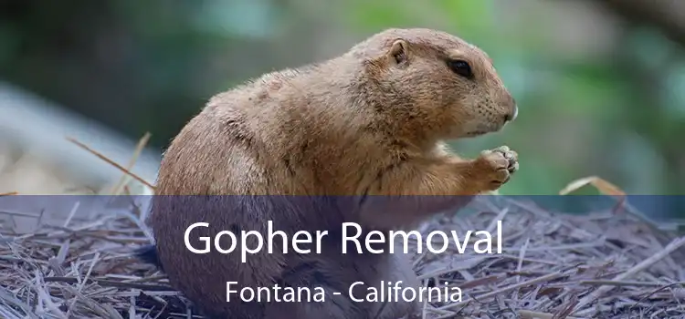 Gopher Removal Fontana - California