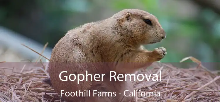 Gopher Removal Foothill Farms - California