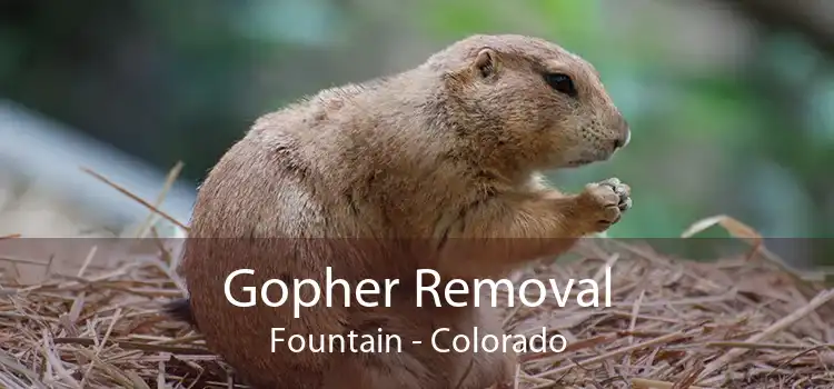 Gopher Removal Fountain - Colorado