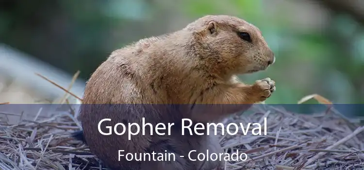 Gopher Removal Fountain - Colorado