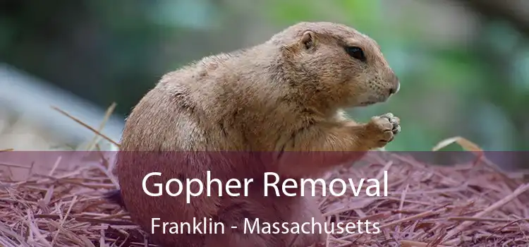 Gopher Removal Franklin - Massachusetts