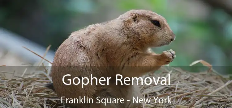 Gopher Removal Franklin Square - New York