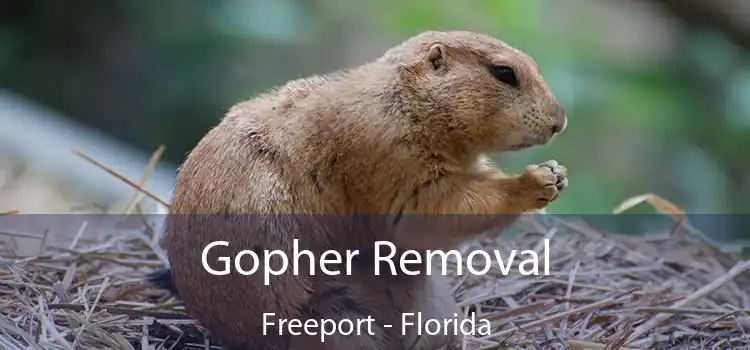 Gopher Removal Freeport - Florida