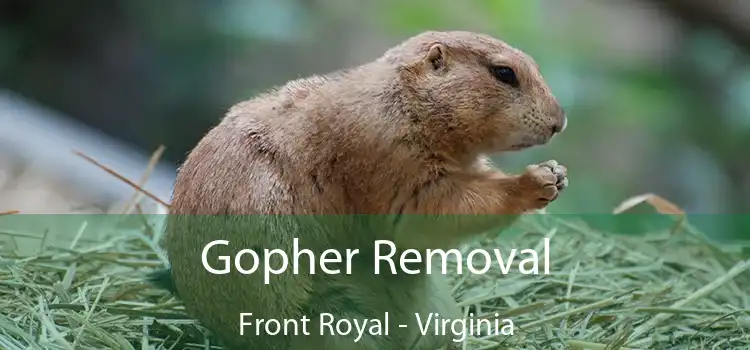Gopher Removal Front Royal - Virginia
