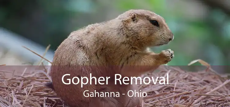 Gopher Removal Gahanna - Ohio