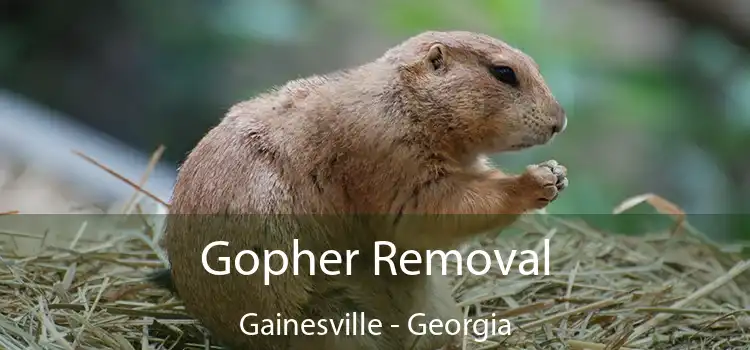 Gopher Removal Gainesville - Georgia