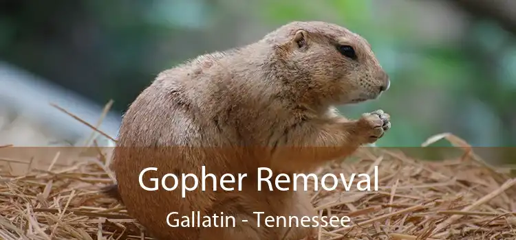 Gopher Removal Gallatin - Tennessee