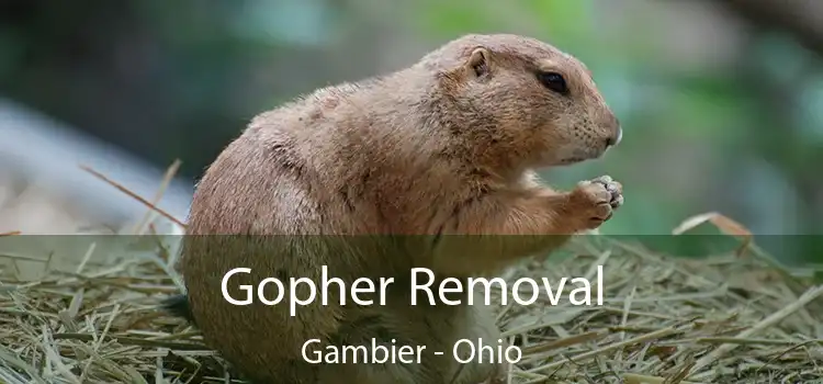 Gopher Removal Gambier - Ohio