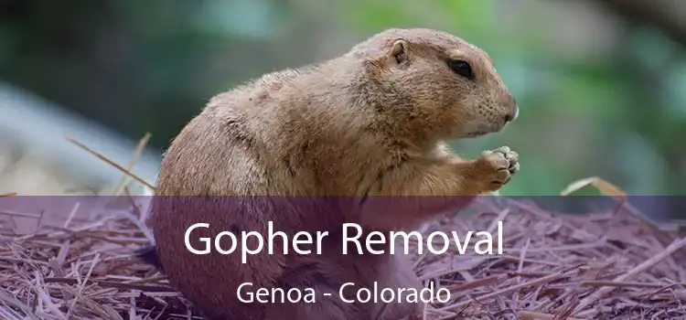 Gopher Removal Genoa - Colorado