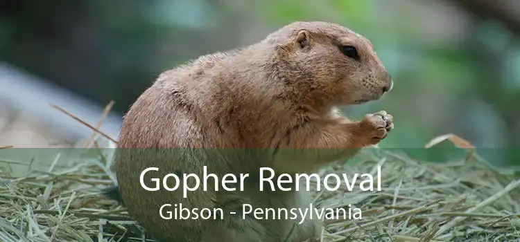 Gopher Removal Gibson - Pennsylvania