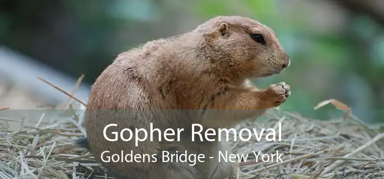 Gopher Removal Goldens Bridge - New York