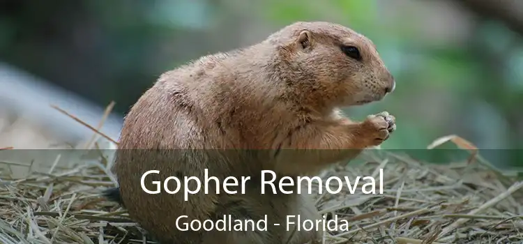 Gopher Removal Goodland - Florida