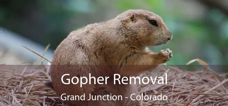 Gopher Removal Grand Junction - Colorado