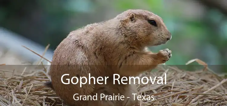 Gopher Removal Grand Prairie - Texas