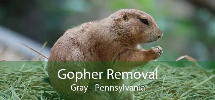Gopher Removal Gray - Pennsylvania