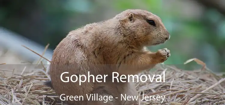 Gopher Removal Green Village - New Jersey