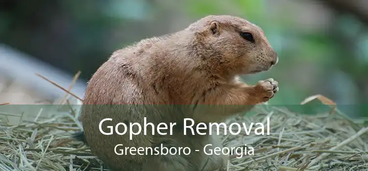 Gopher Removal Greensboro - Georgia