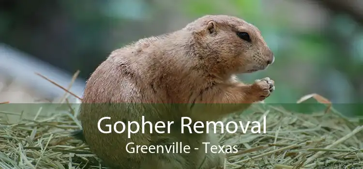 Gopher Removal Greenville - Texas