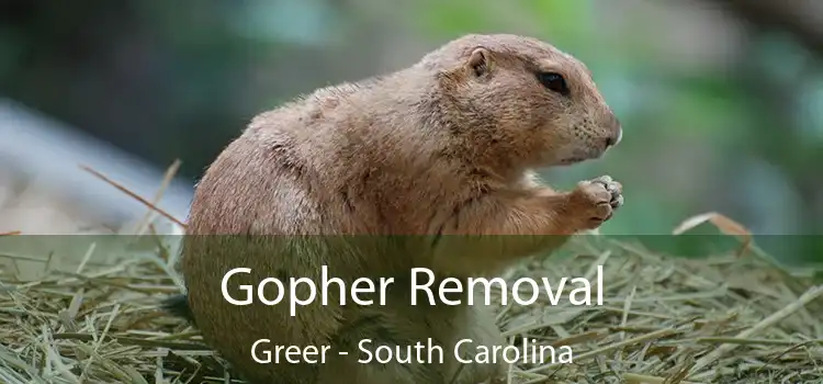 Gopher Removal Greer - South Carolina