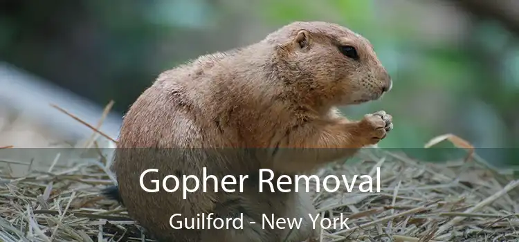 Gopher Removal Guilford - New York